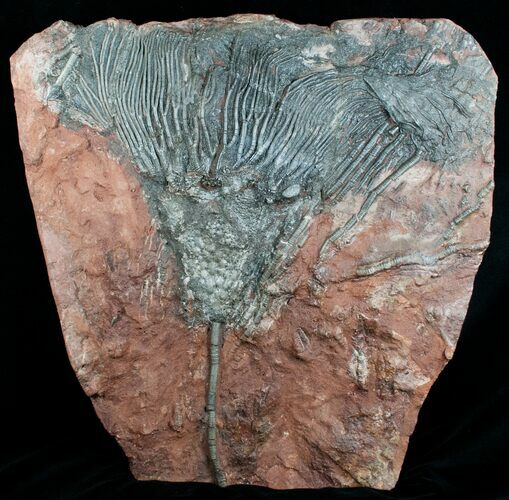 Huge Inch Moroccan Crinoid - Scyphocrinites elegans #4023